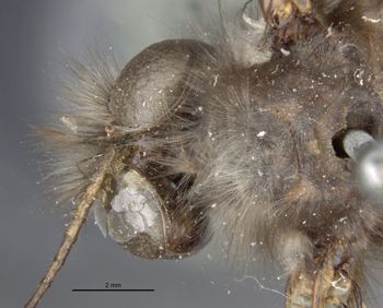 Media type: image;   Entomology 10528 Aspect: head dorsal view